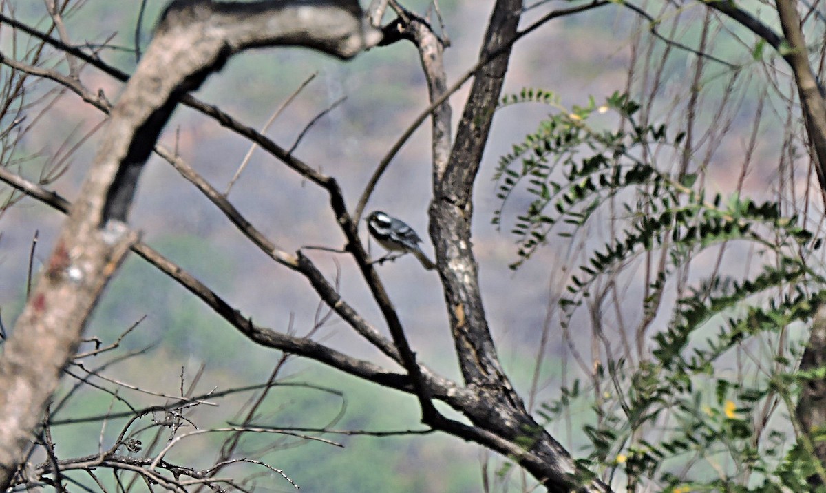 Black-throated Gray Warbler - Mary-Jean Payeur