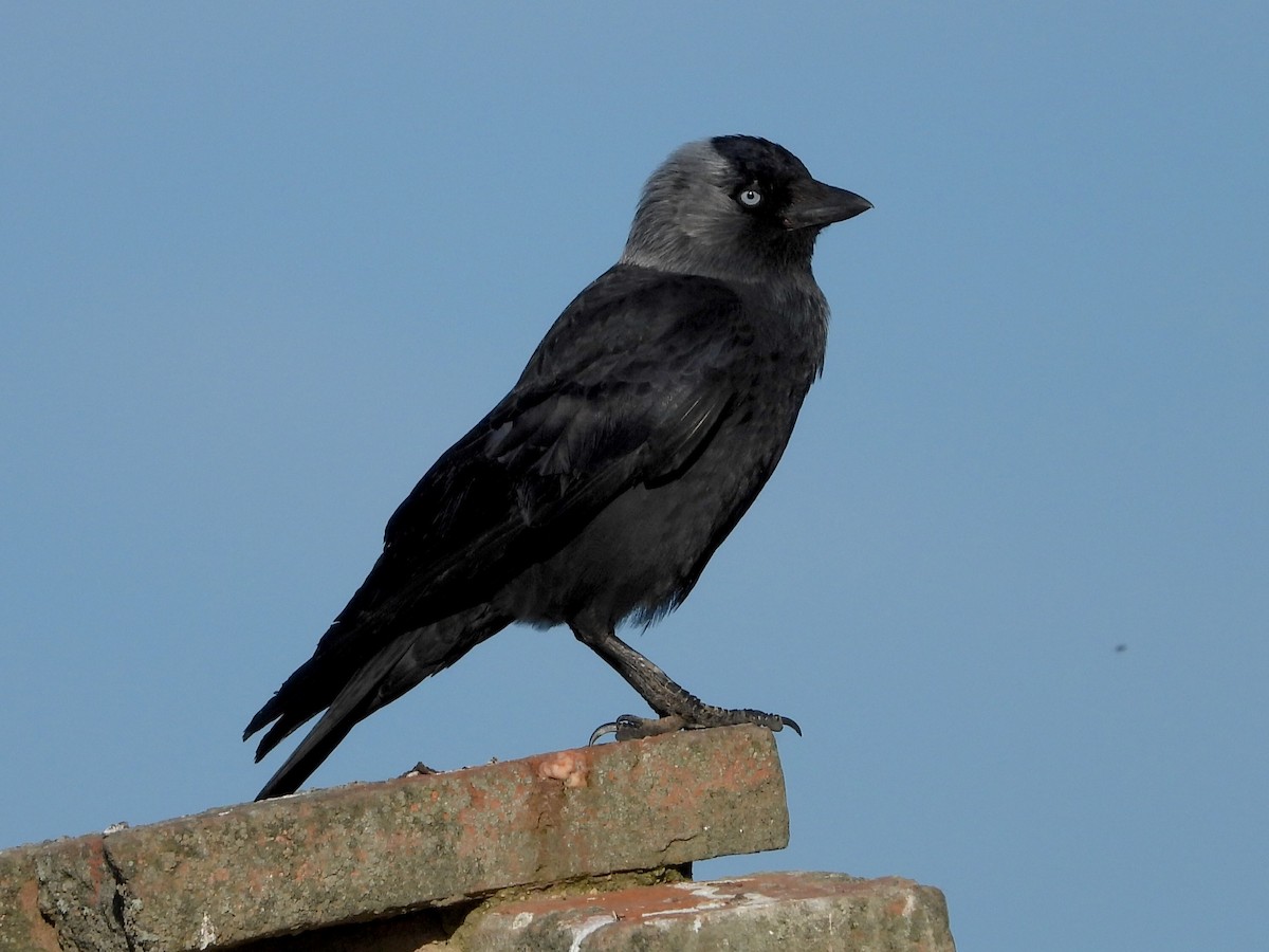 Eurasian Jackdaw - Eugenio Collado