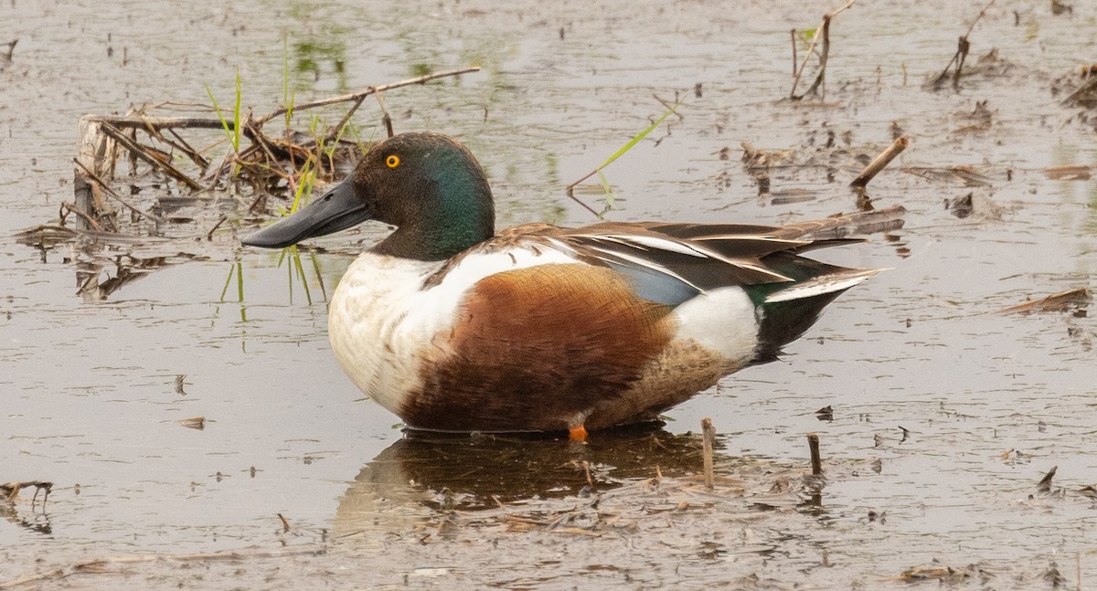 Northern Shoveler - ML617311722