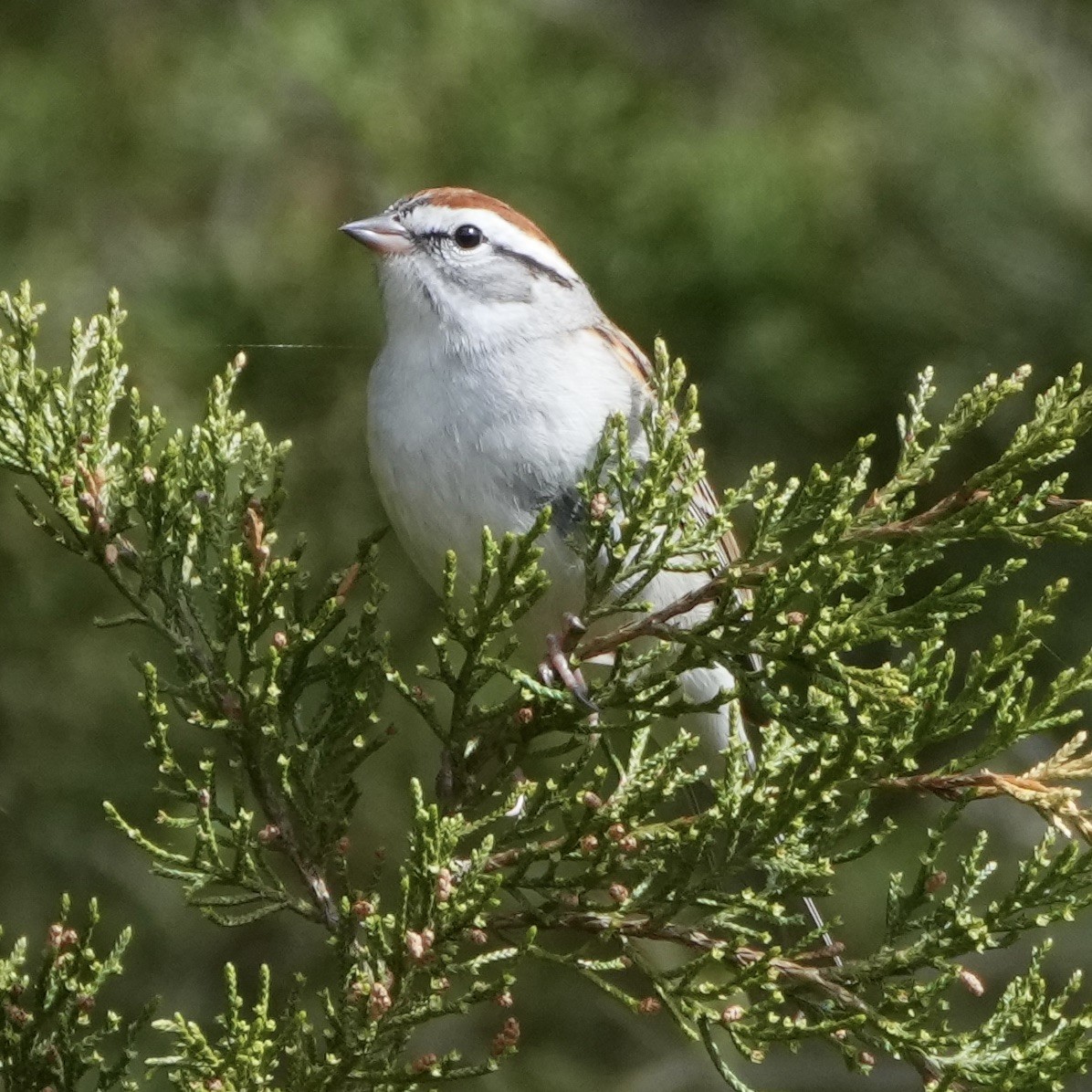 Chipping Sparrow - Charlene Fan