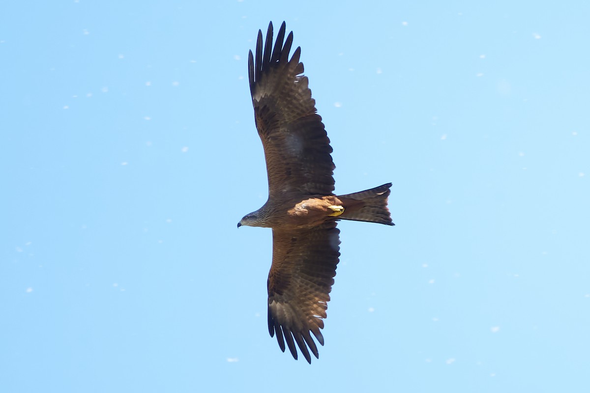 Black Kite - Luis Manso