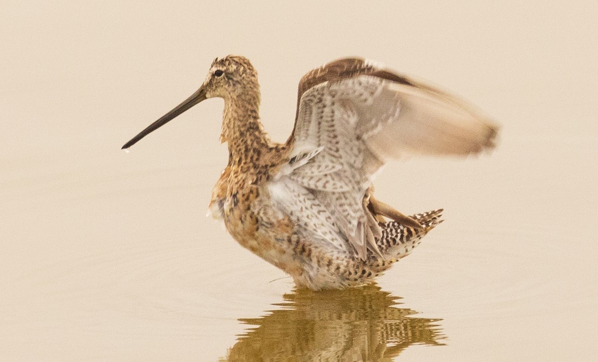 Long-billed Dowitcher - ML617311796