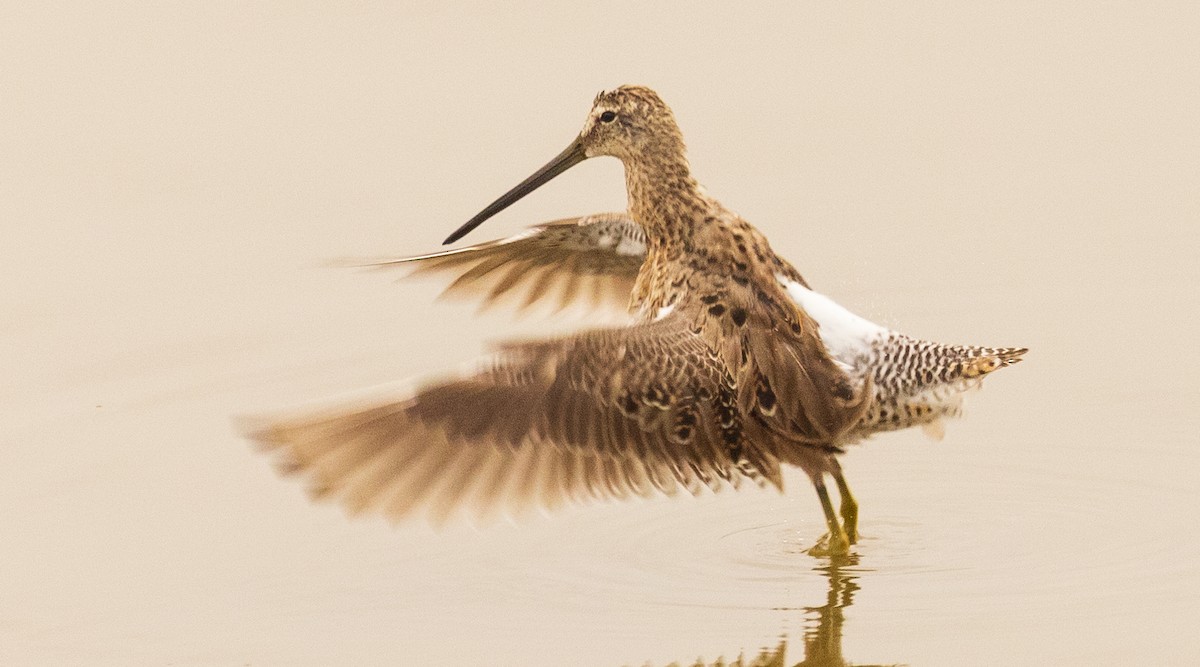 Long-billed Dowitcher - ML617311797