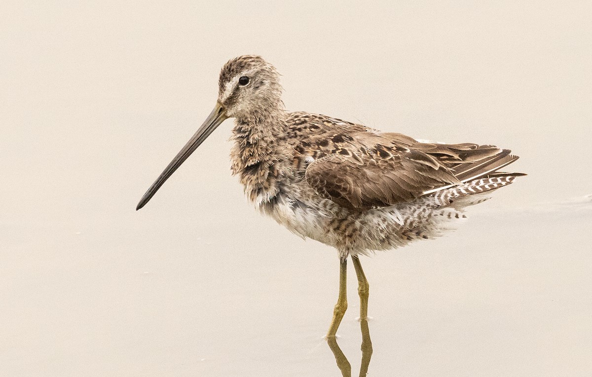 Long-billed Dowitcher - ML617311798