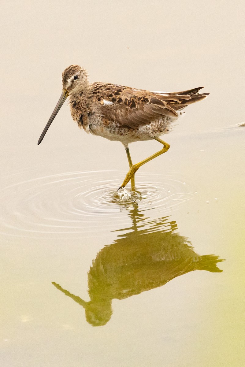 Long-billed Dowitcher - ML617311799