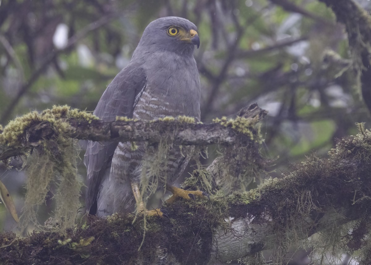 Wegebussard - ML617311817