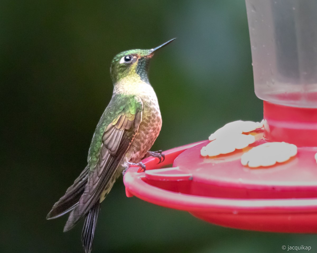 Purple-backed Thornbill - ML617311833