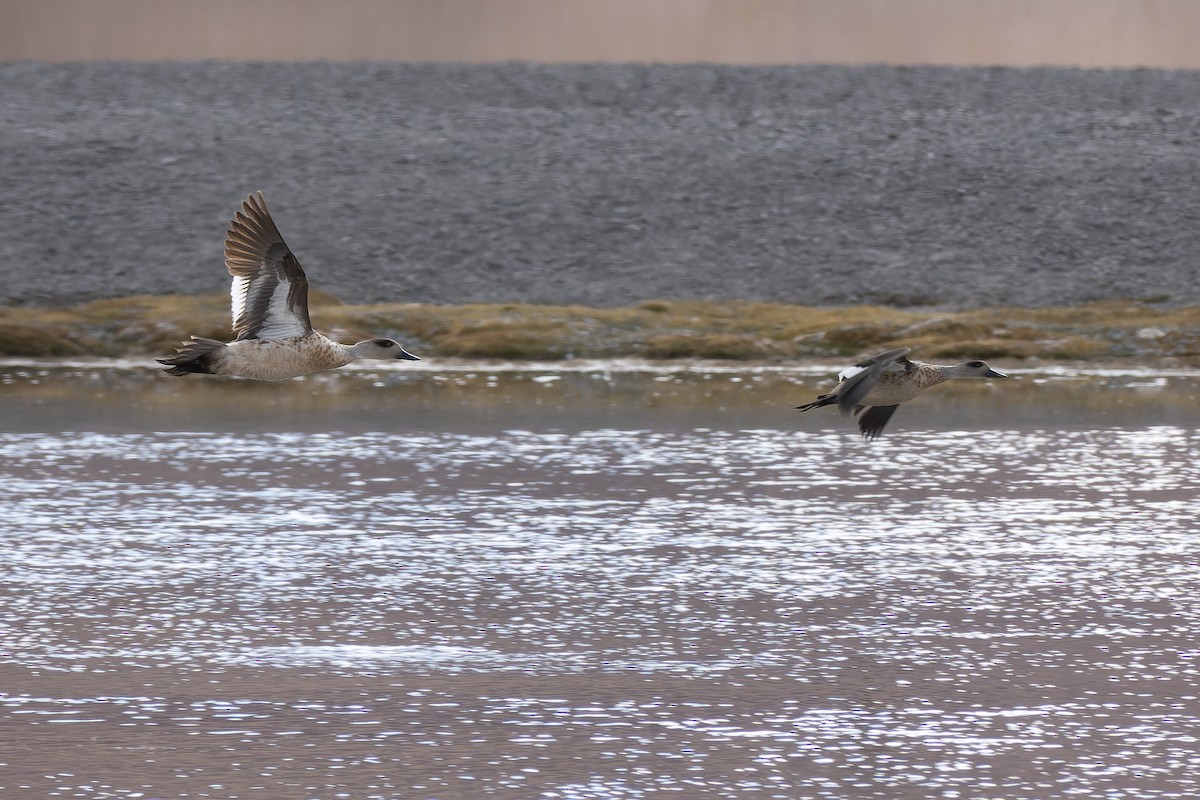 Crested Duck - ML617311884