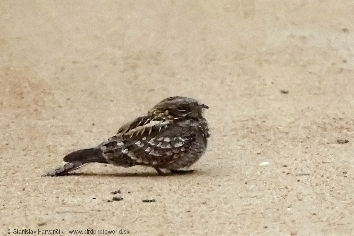 Indian Nightjar - ML617311891