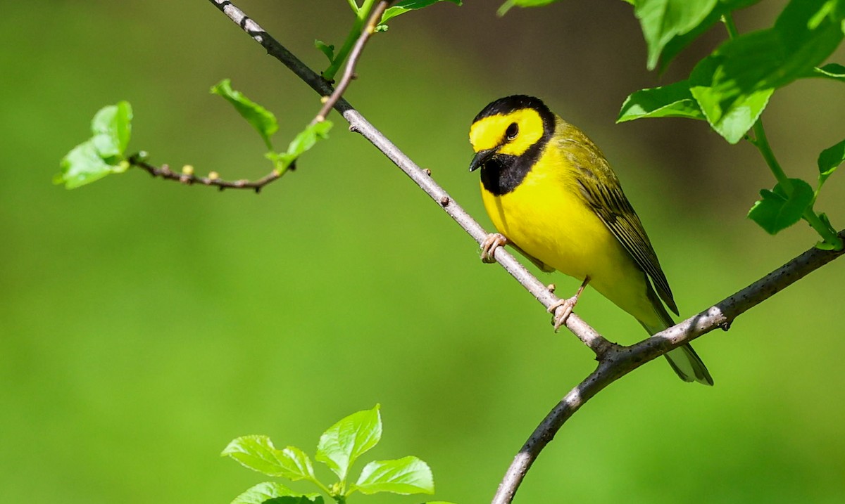 Hooded Warbler - ML617311922