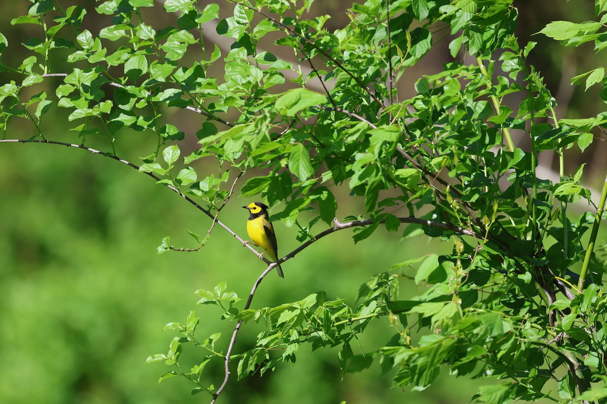 Hooded Warbler - ML617311923