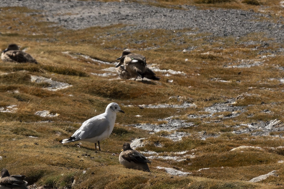 Andean Gull - ML617311954