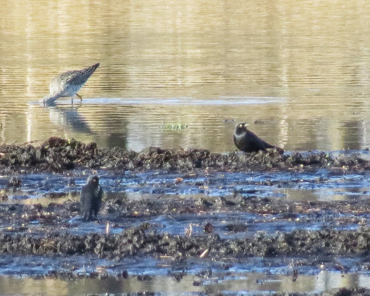 Rusty/Brewer's Blackbird - ML617311955