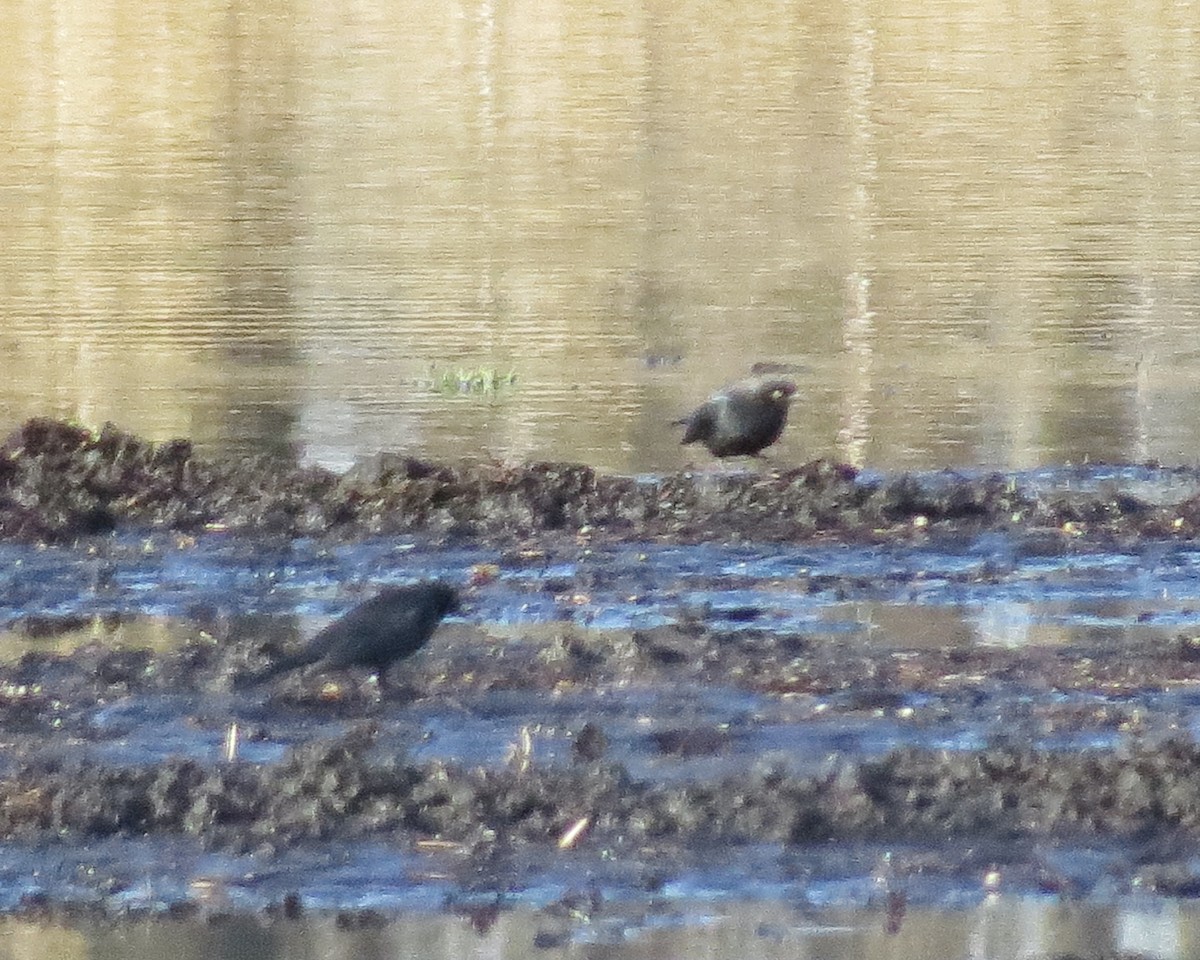 Rusty/Brewer's Blackbird - ML617311956