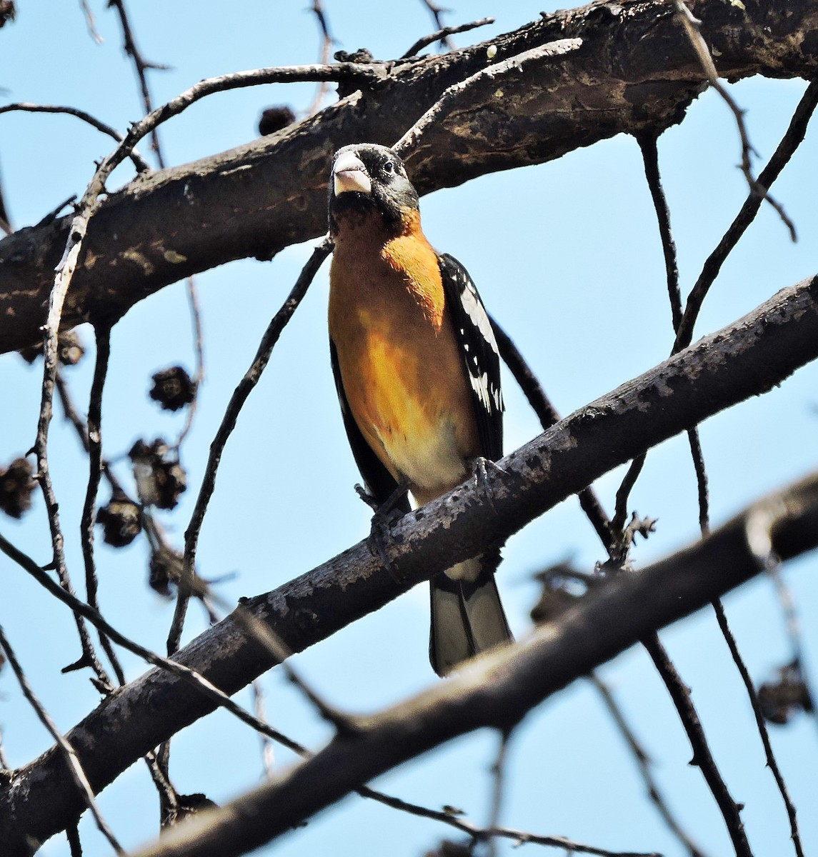 Black-headed Grosbeak - Mary-Jean Payeur