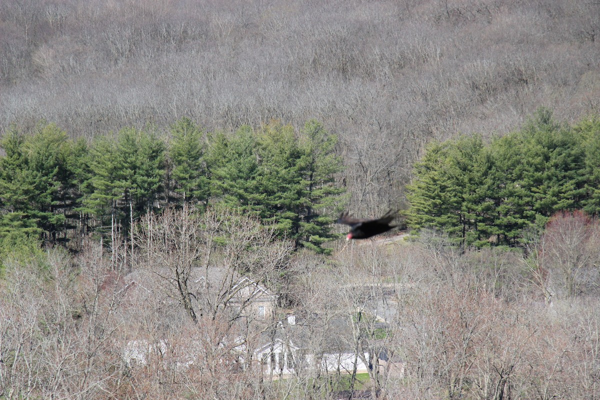 Turkey Vulture - ML617311986