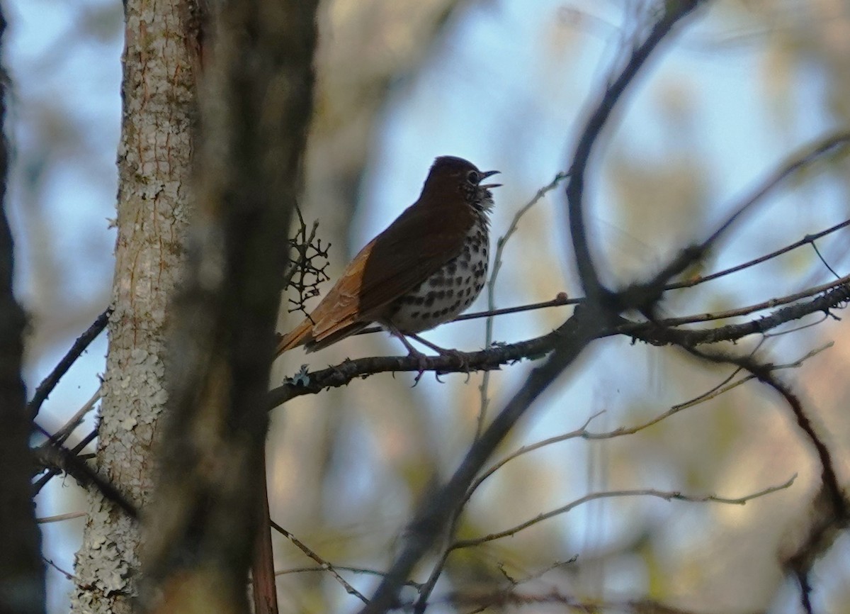 Wood Thrush - ML617312010