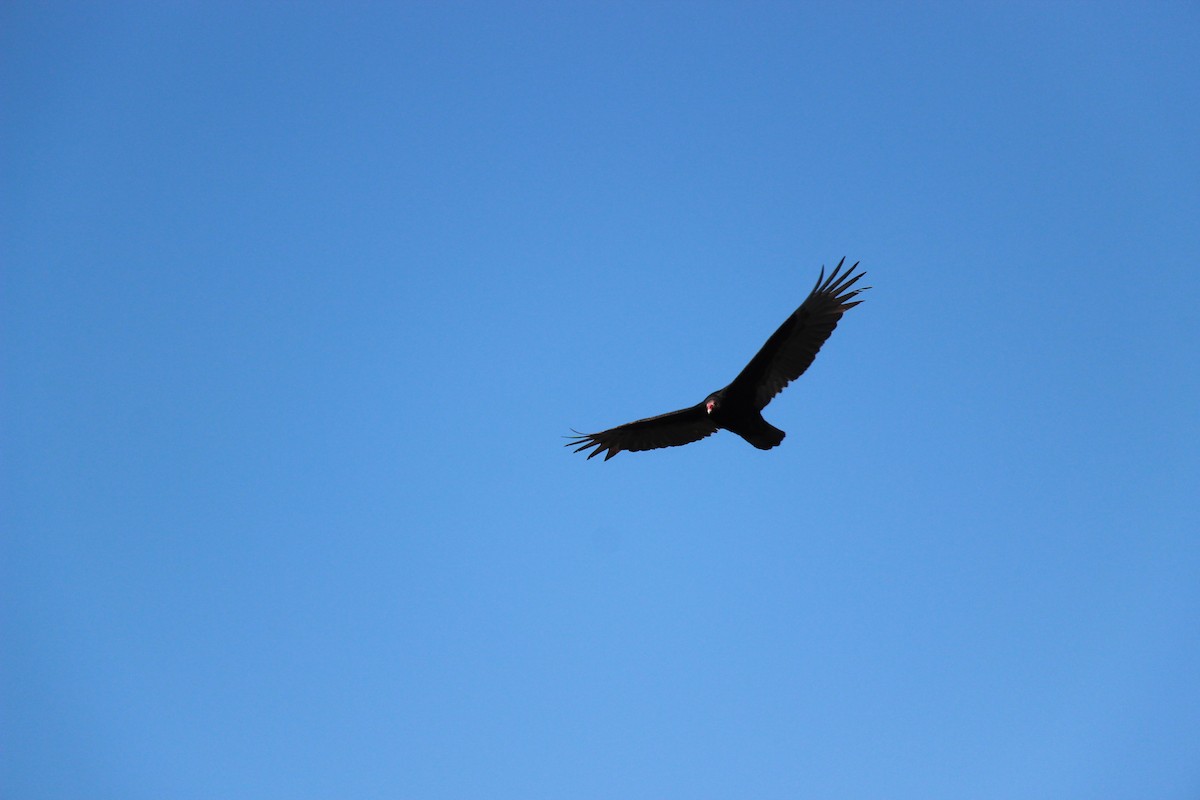 Turkey Vulture - ML617312030