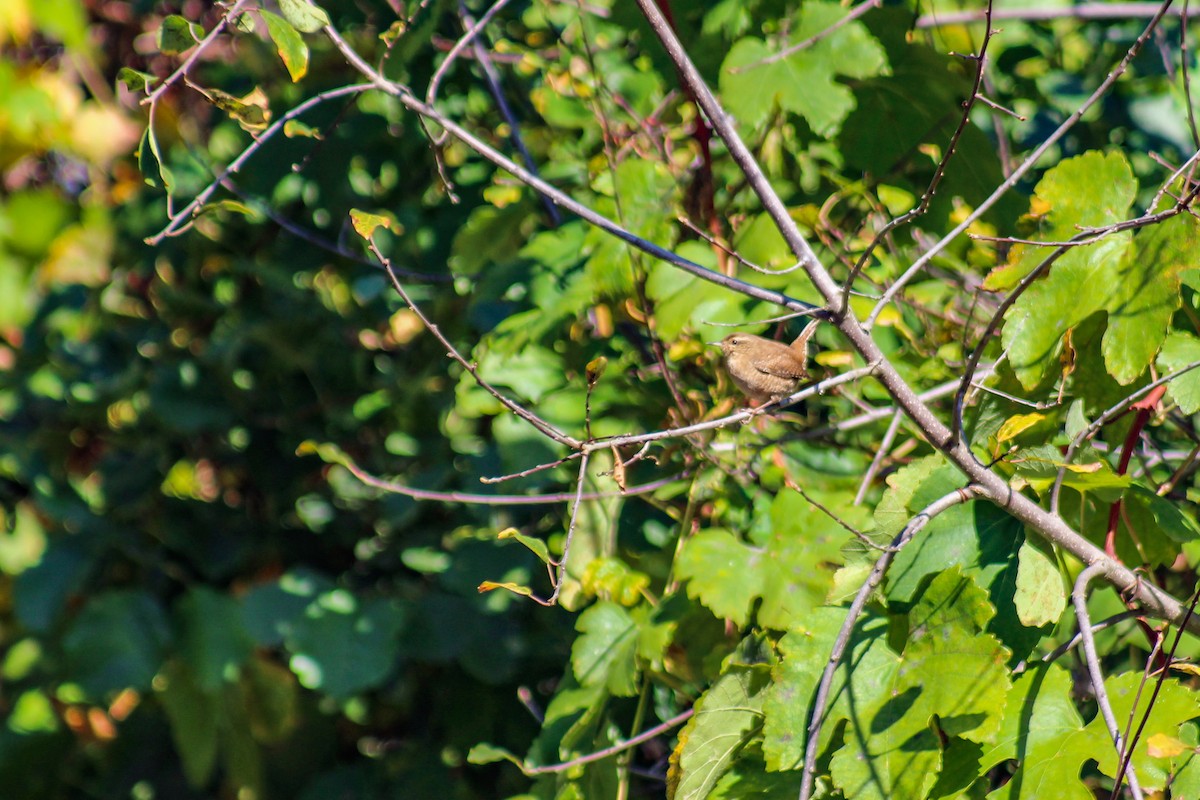 Eurasian Wren - ML617312086