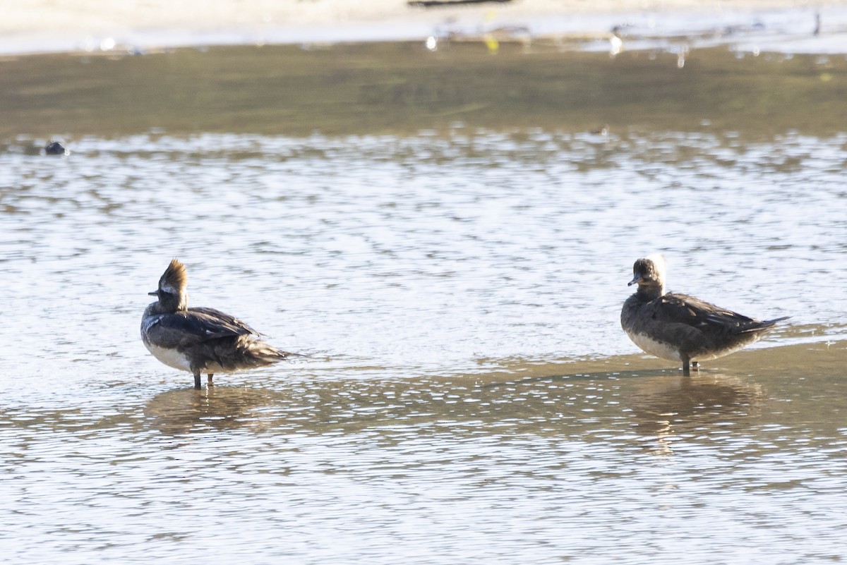 Hooded Merganser - ML617312123