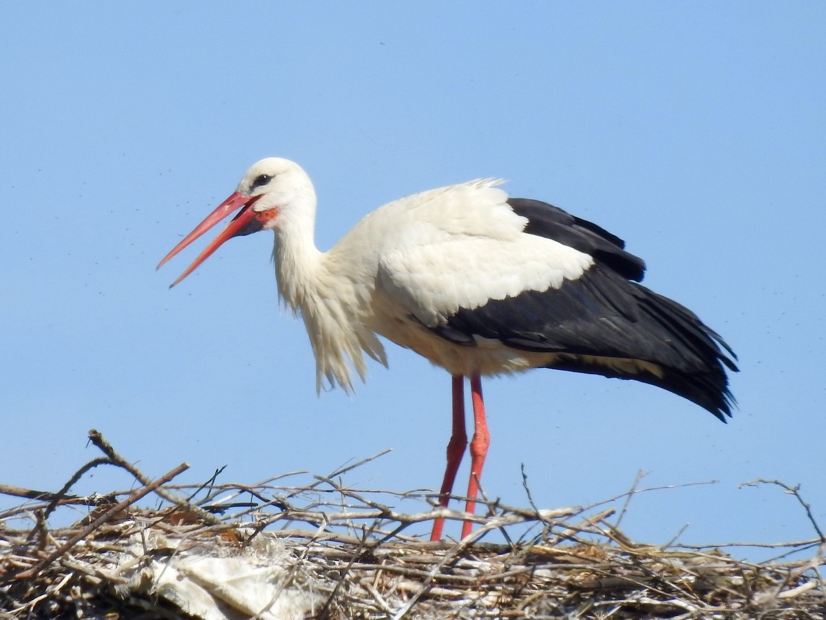 White Stork - ML617312141