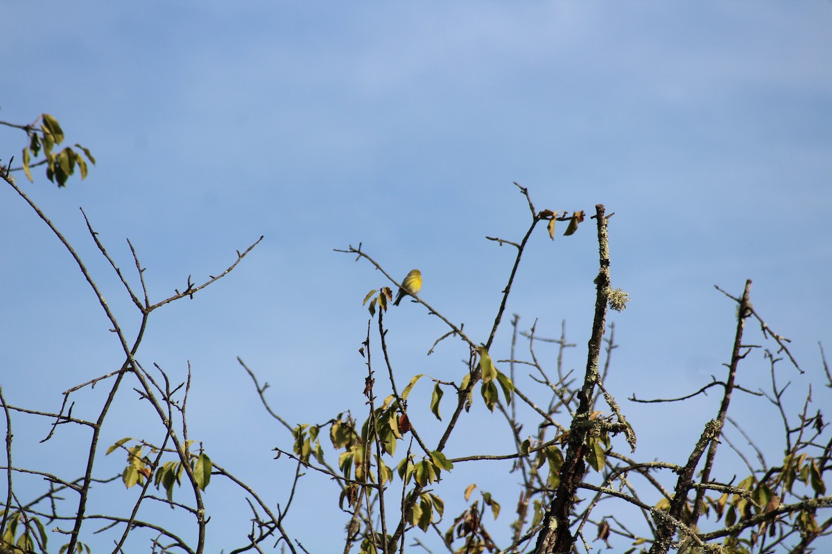 European Serin - ML617312187