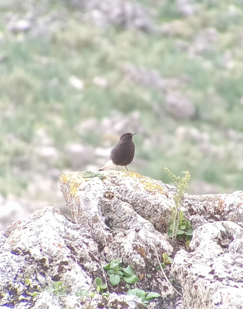 Black Wheatear - ML617312236