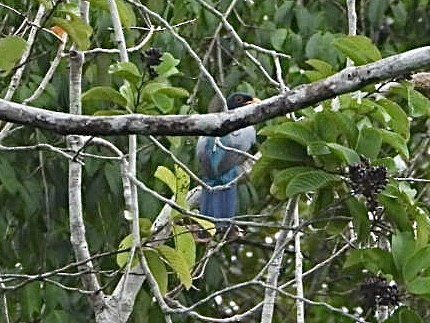 Black-tailed Trogon - AC Verbeek