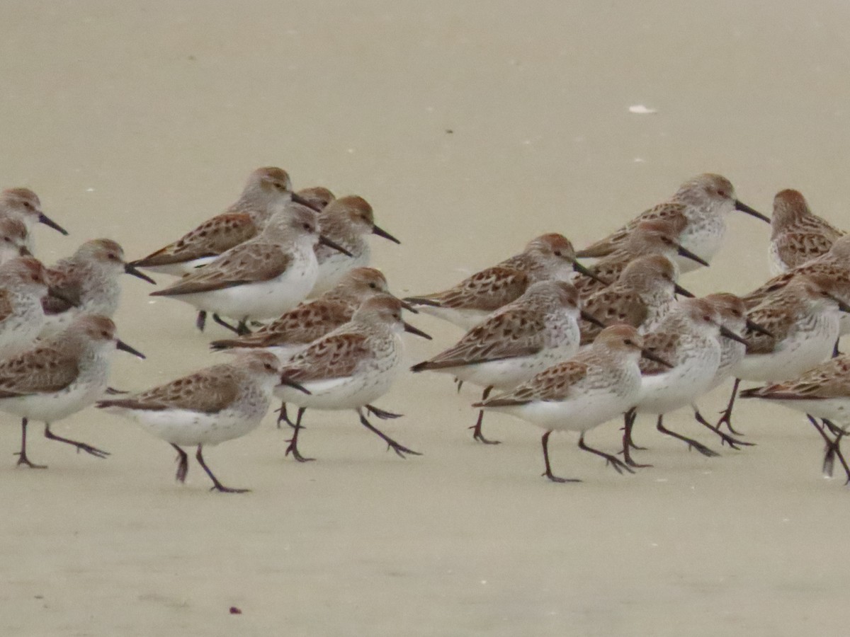 Western Sandpiper - Nancy Salem