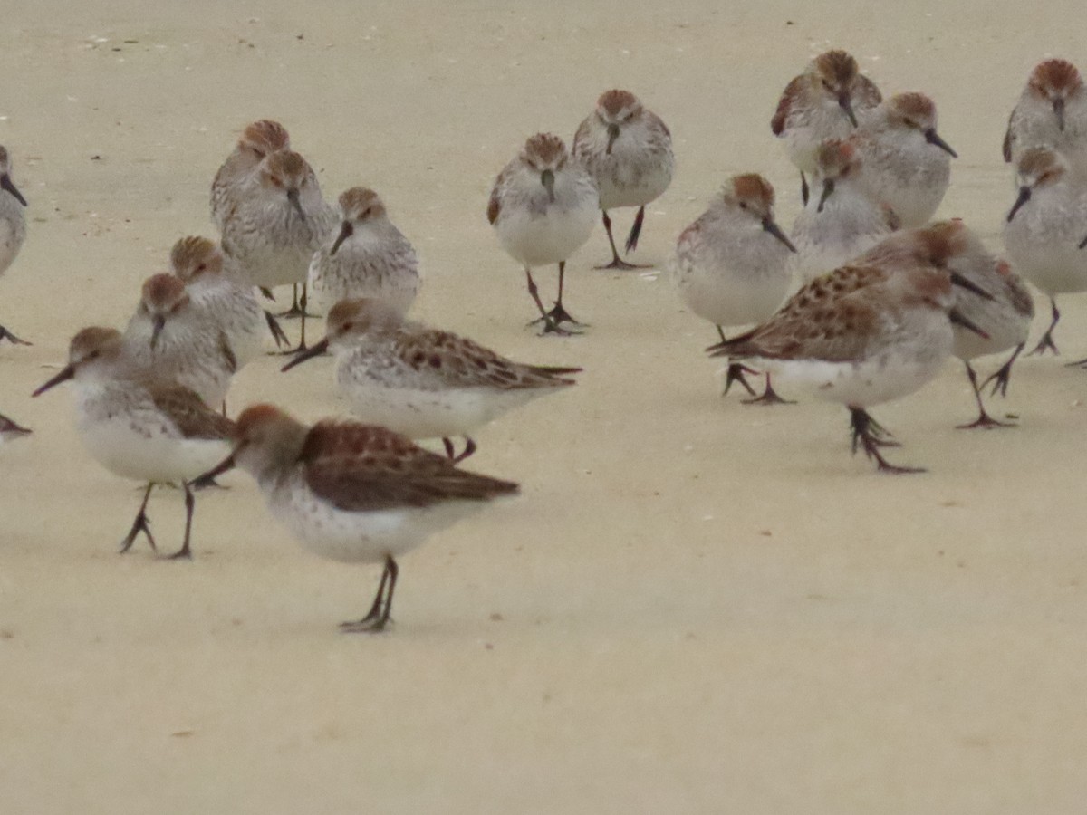 Western Sandpiper - Nancy Salem