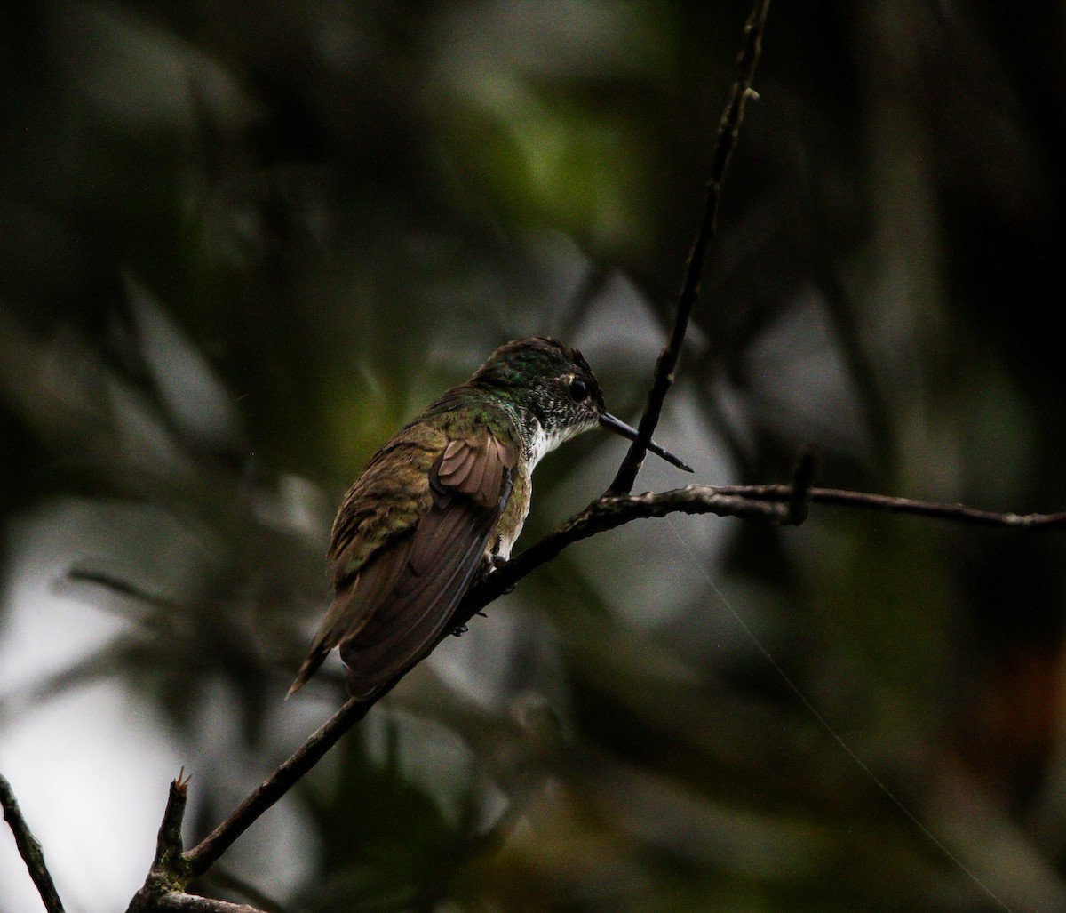 Azure-crowned Hummingbird - ML617312372