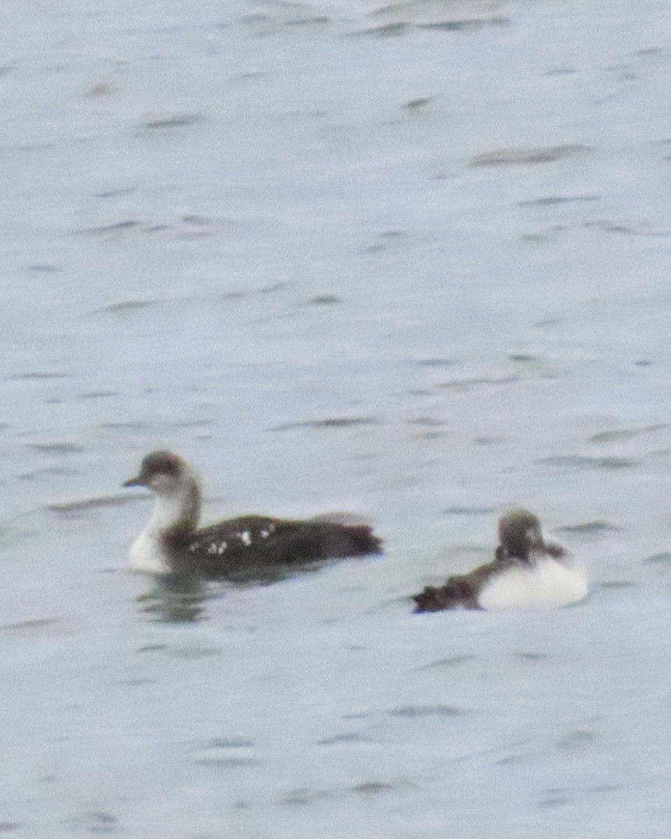 Pacific Loon - Nancy Salem