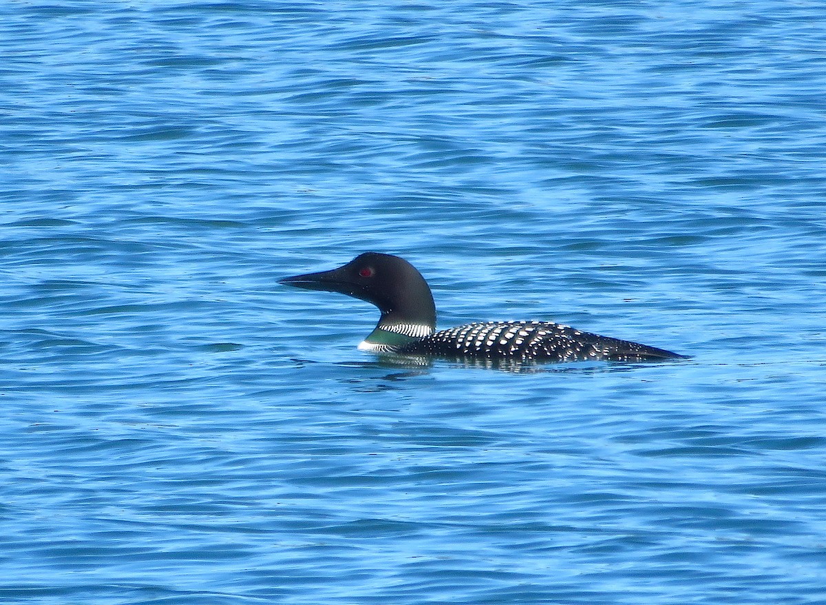 Common Loon - ML617312433