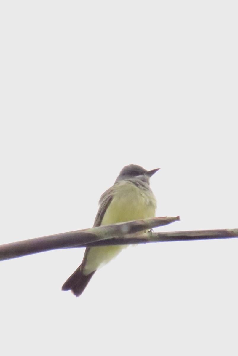 Cassin's Kingbird - ML617312485