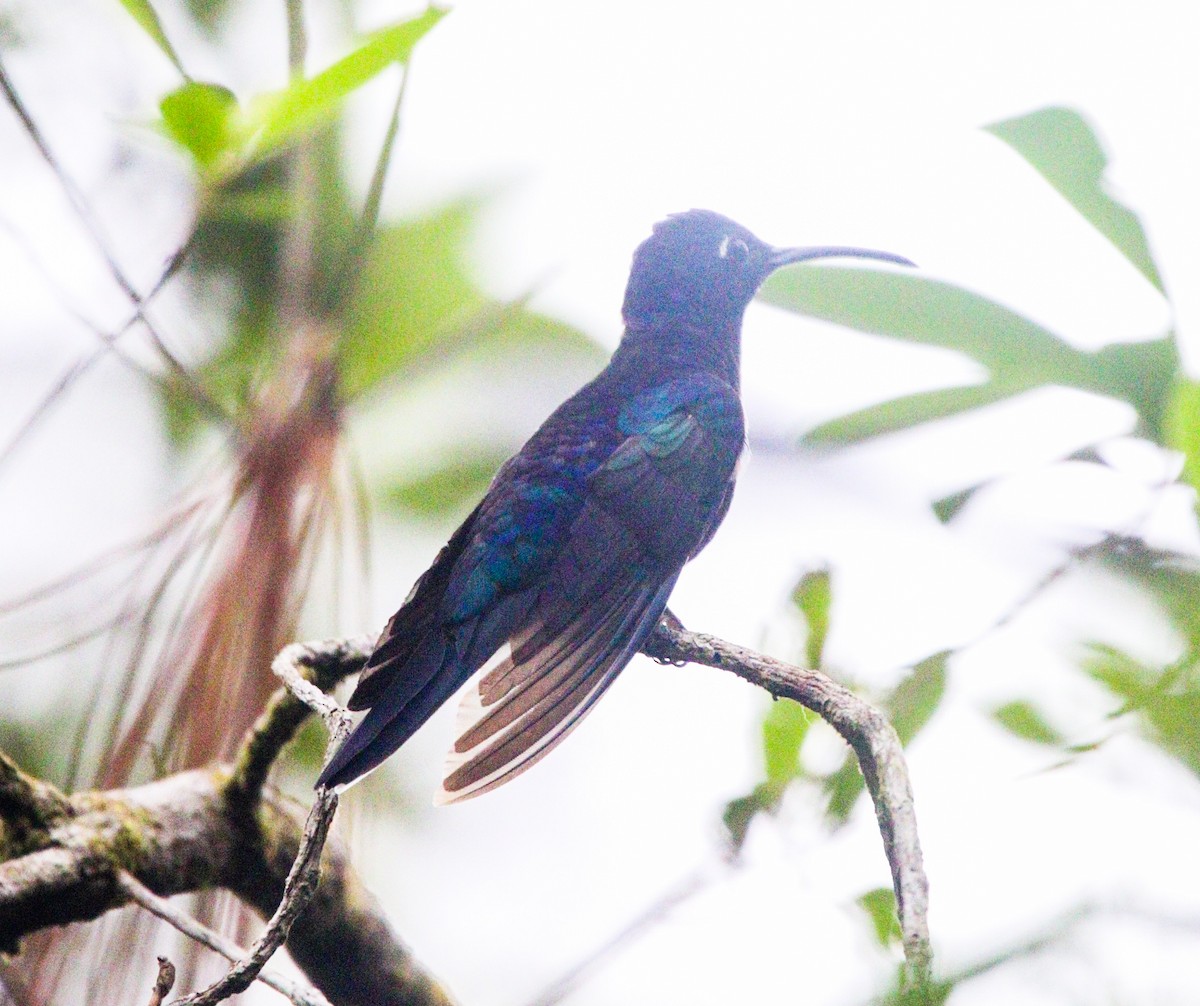 Colibrí Morado - ML617312498