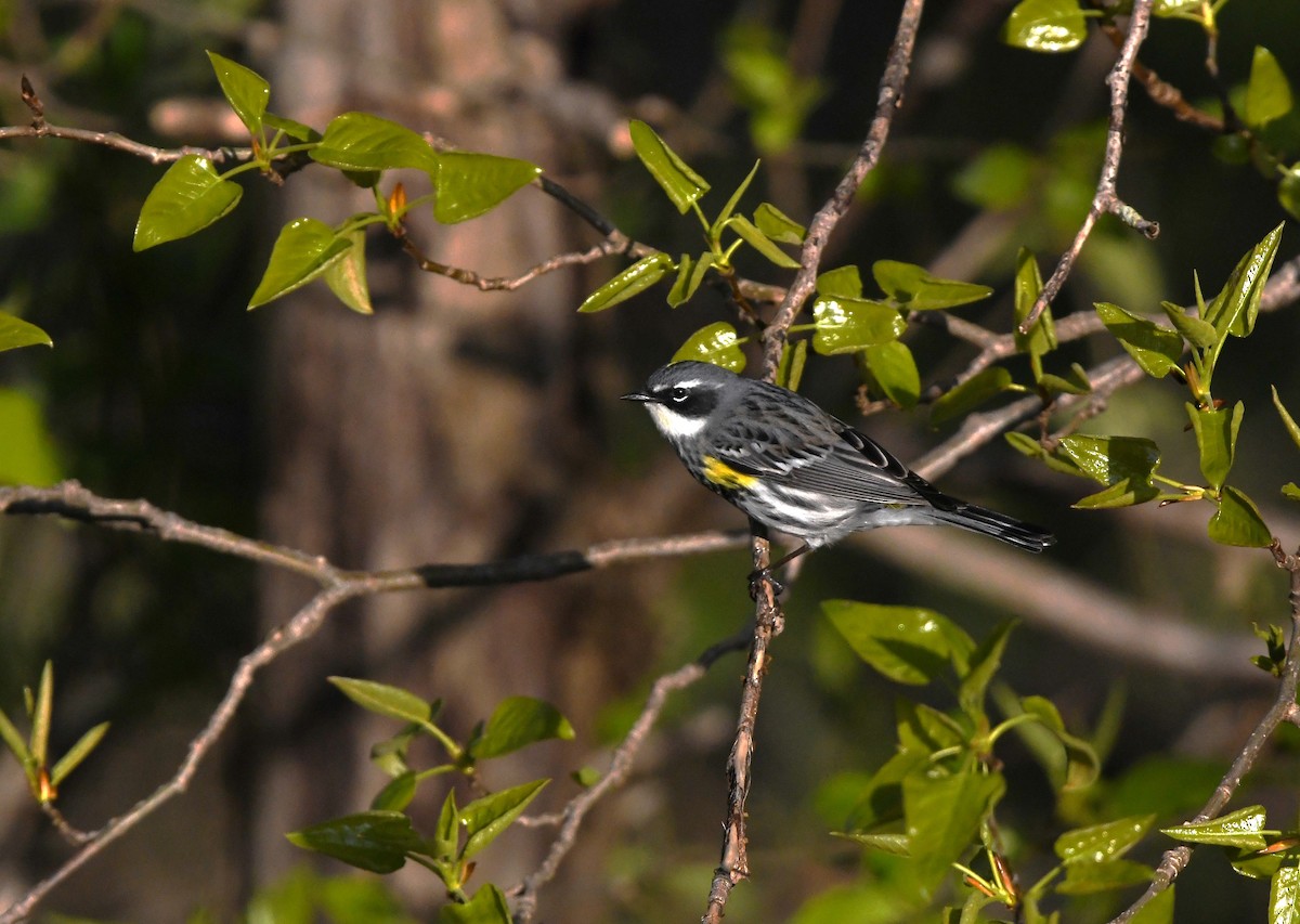 Yellow-rumped Warbler (Myrtle) - Neill Vanhinsberg