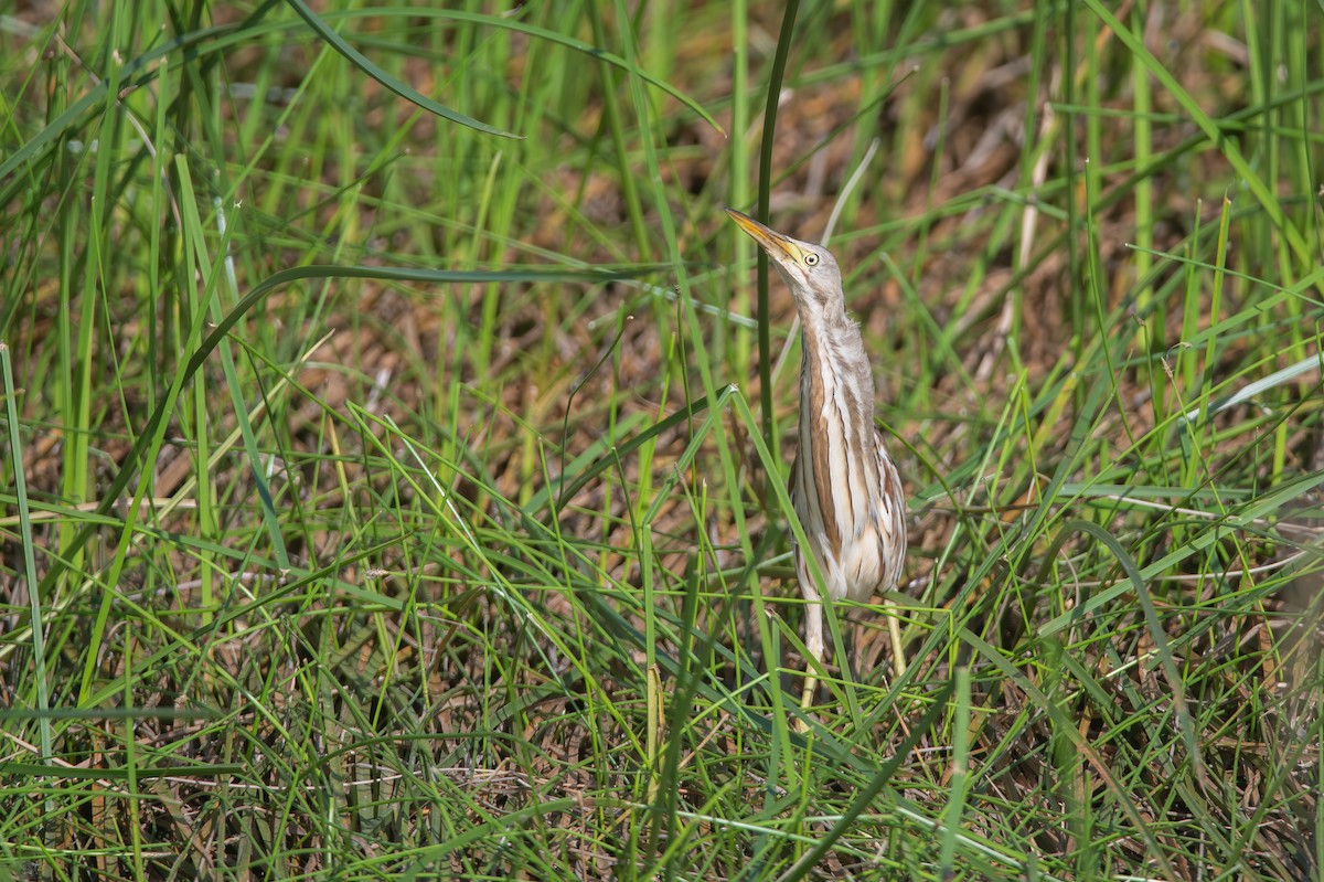 Stripe-backed Bittern - ML617312576