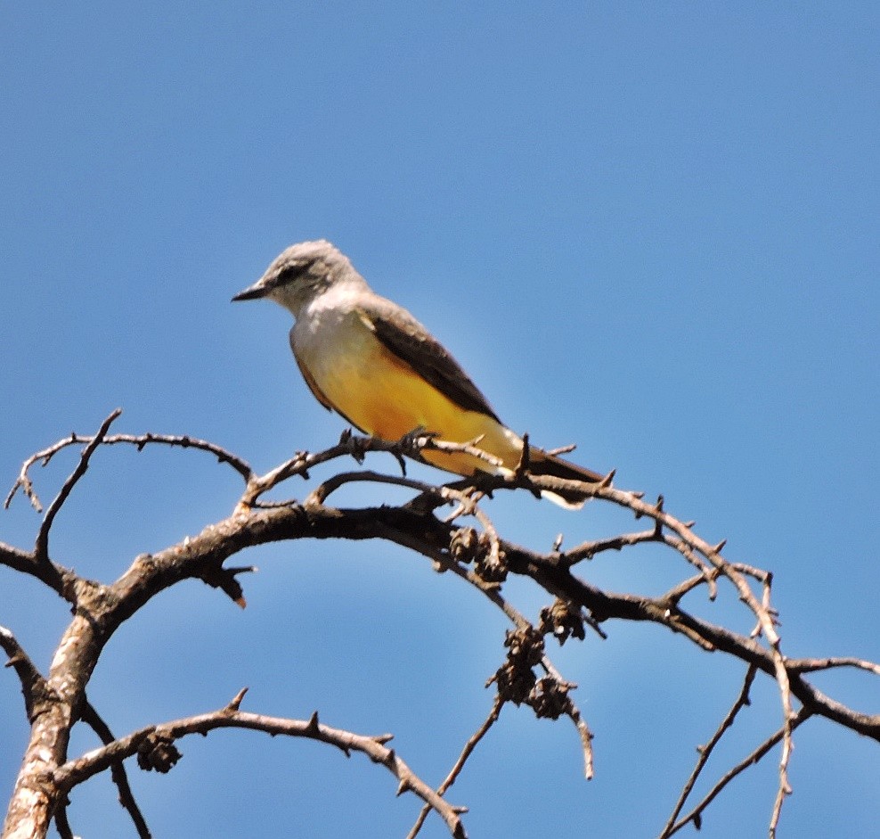 Western Kingbird - ML617312597