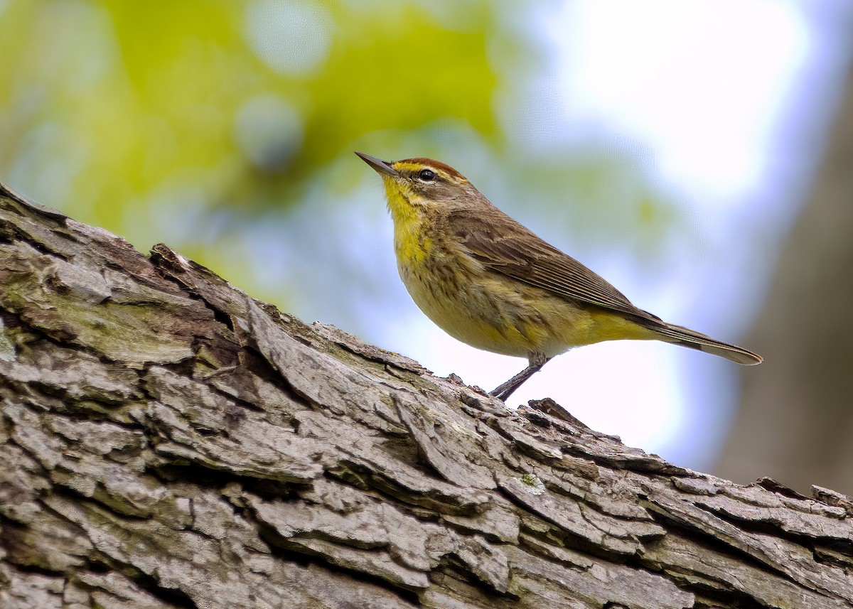 Palm Warbler - Jason Garcia