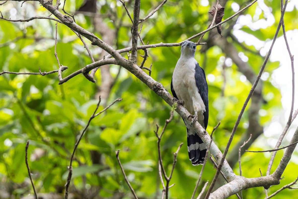 Gray-headed Kite - ML617312630