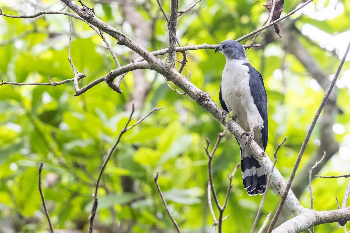 Gray-headed Kite - ML617312633
