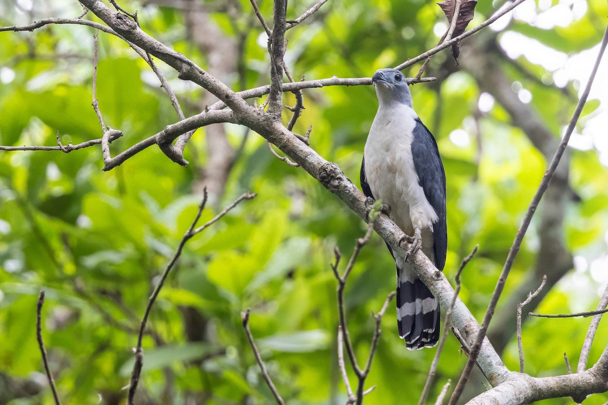 Gray-headed Kite - ML617312641