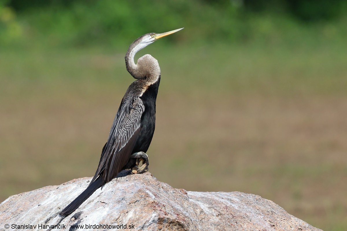 Oriental Darter - ML617312642