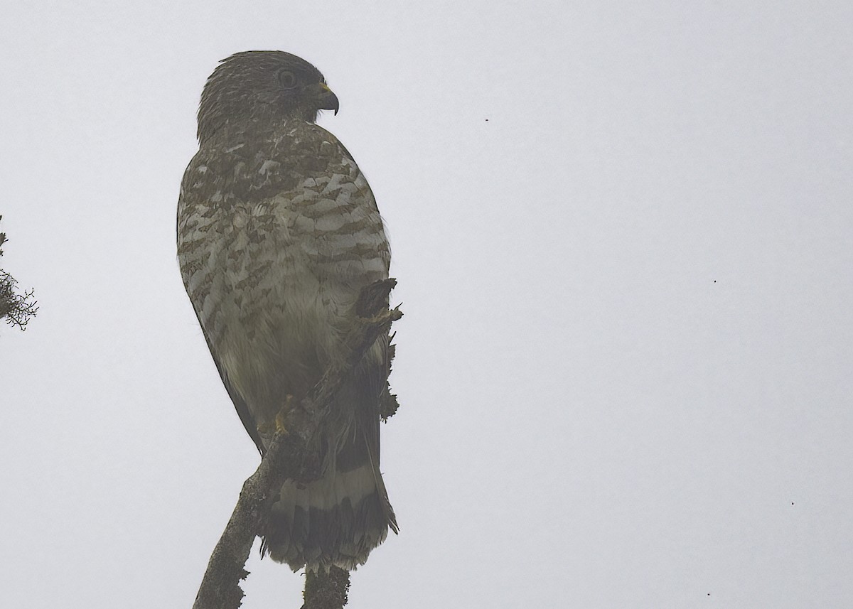 Broad-winged Hawk - Luc Tremblay