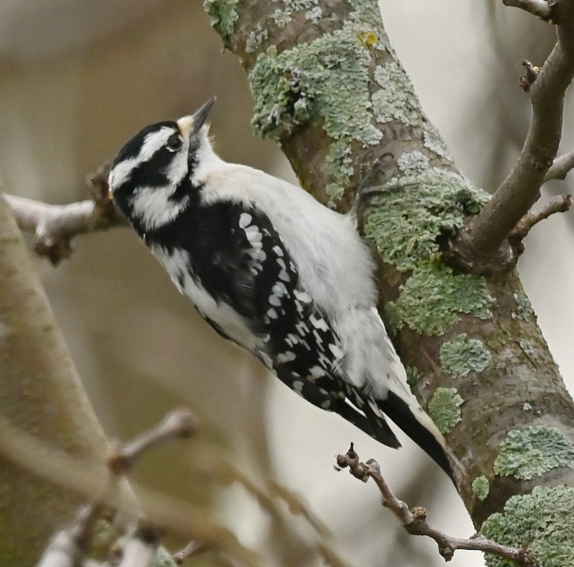 Downy Woodpecker - Regis Fortin