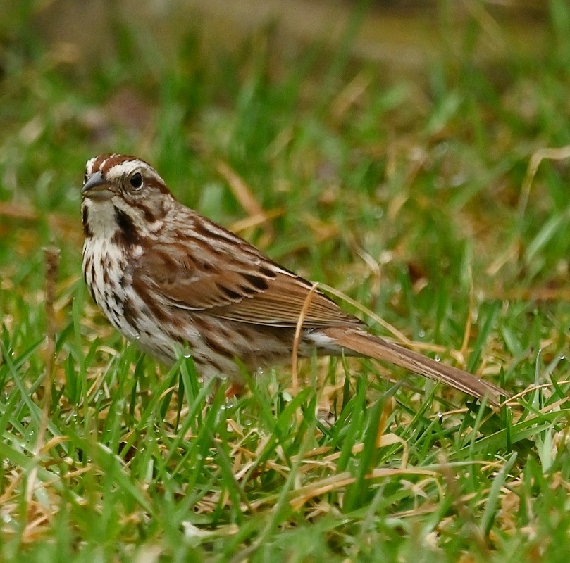 Song Sparrow - Regis Fortin