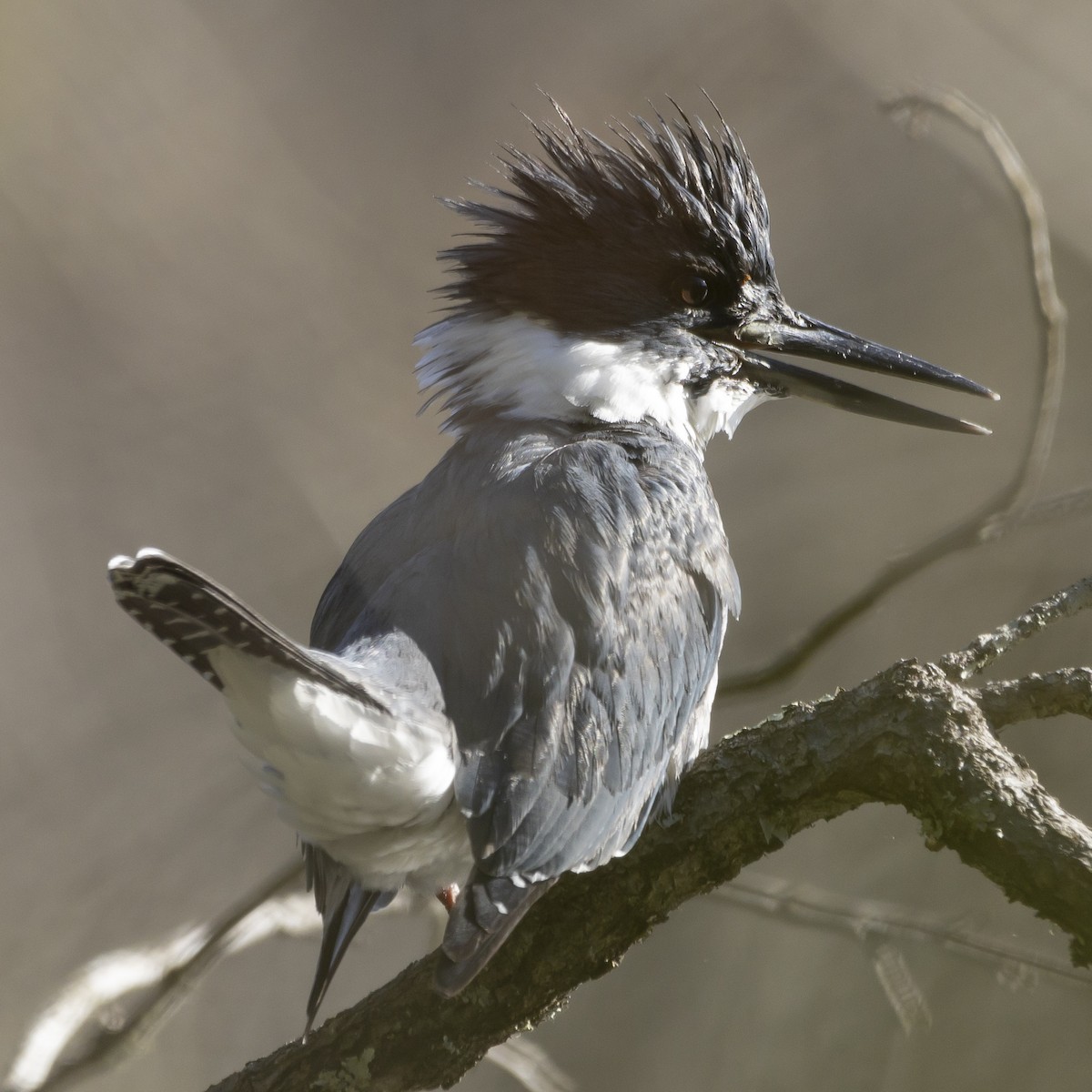 Belted Kingfisher - Jim Tolbert