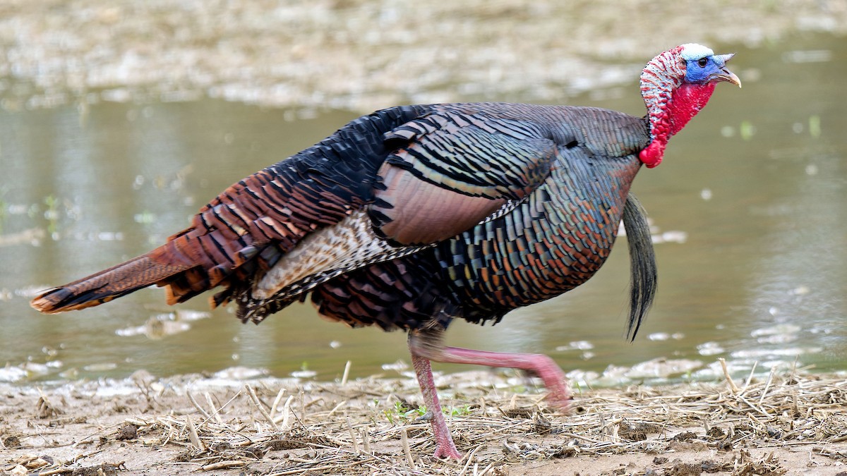 Wild Turkey - ML617312804