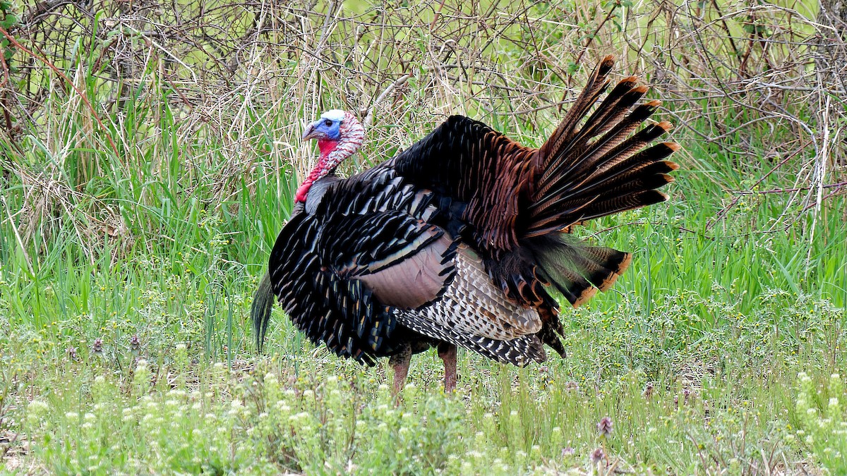 Wild Turkey - ML617312805