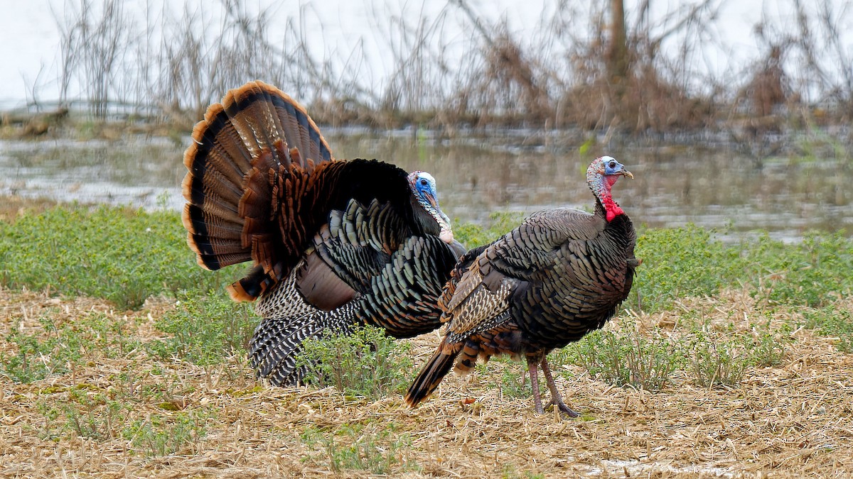 Wild Turkey - ML617312806